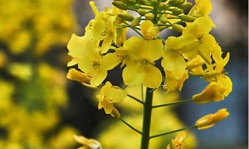 油菜花高考题_油菜花标题吸引人怎么写